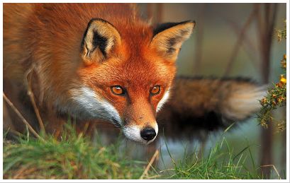 fox image 2